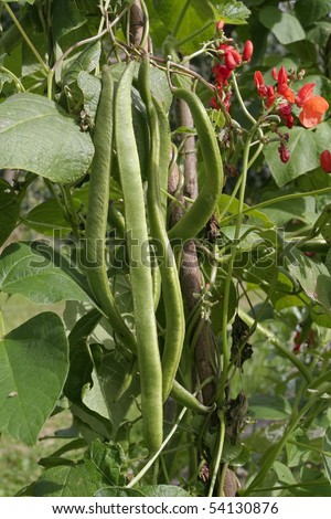 Runner beans growing on vine