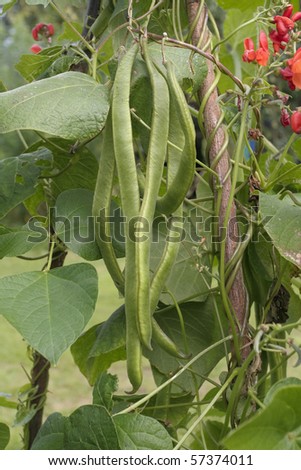 Runner beans growing on vine