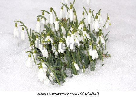 Snowdrop flowers with snow in winter