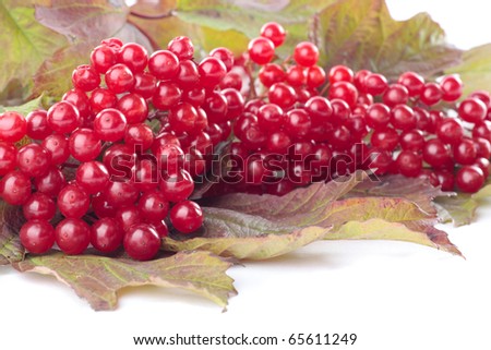 Autumn berries and leaves over white