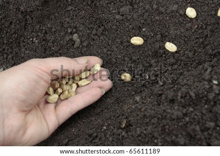 Planting of vegetable seeds in prepared soil rows