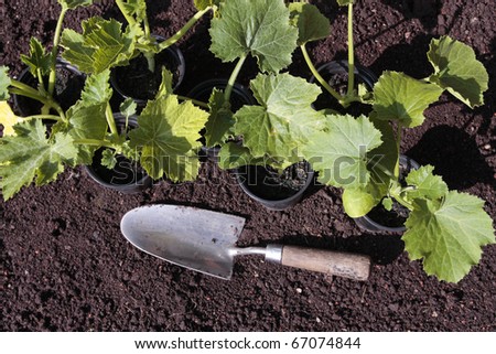Planting Vegetable Seeds