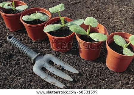 Planting vegetable seeds in prepared soil rows
