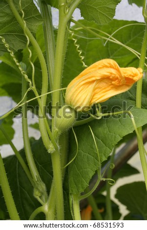 Young squash plant in early spring