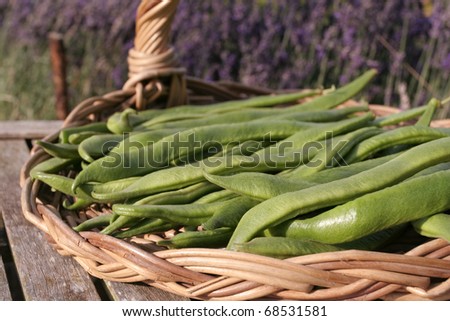 Runner beans crop