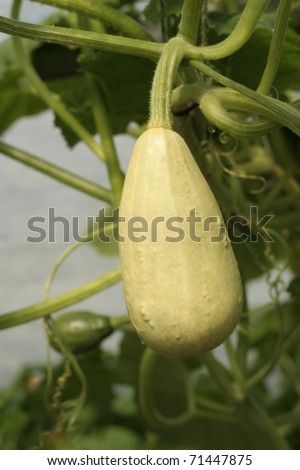 Squash plants growing in polytunnel