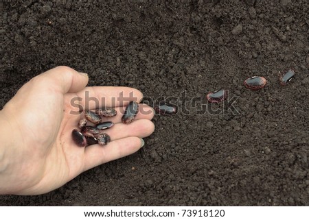 Planting of vegetable seeds in prepared soil rows