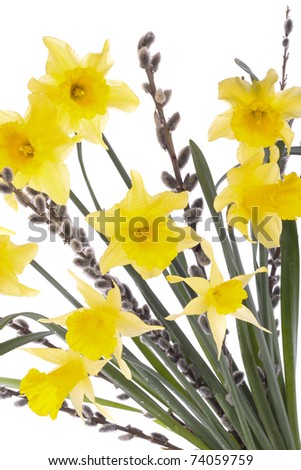 Spring daffodil flowers isolated over white background
