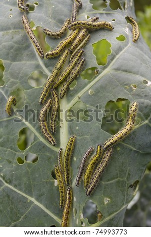 Cabbage leaf covered with caterpillars pest