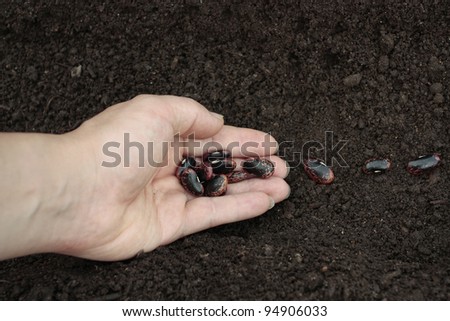 Planting vegetable seeds in prepared soil in spring