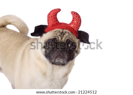 funny looking dogs. stock photo : funny looking