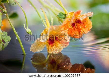 Nasturtium flowers above colorful water