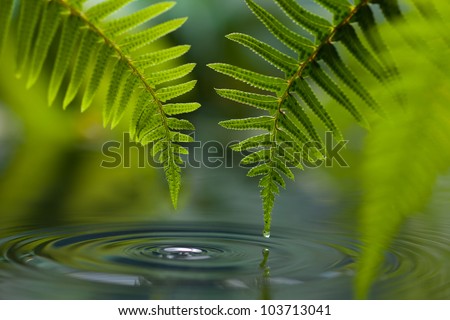 Sword Fern (Polystichum munitum) with dew drop above pool of water