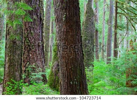 Old growth Hemlock and Douglas-Fir Trees in Olympic National Park,WA