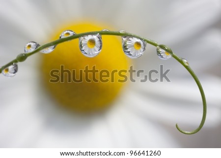 Dewdrops on Pea Tendril in front of daisy