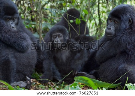 A young mountain gorilla with an adult on both sides. Members of the Nkuringo family.