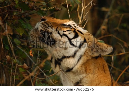 Wild Royal Bengal Tiger smelling