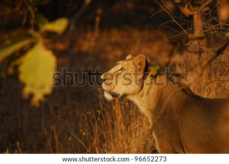 Wild Asiatic Lion on hunt