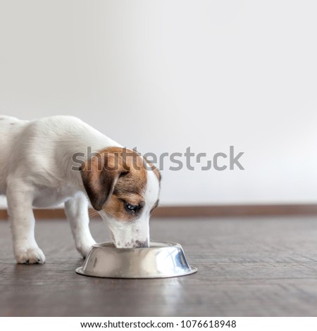Dog eating food. Puppy eating food from a dogs bowl