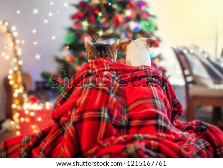 Cat and dog under a christmas tree. Pets sitting backs and looking at the Christmas tree