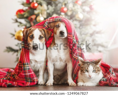 Cat and dog near christmas tree