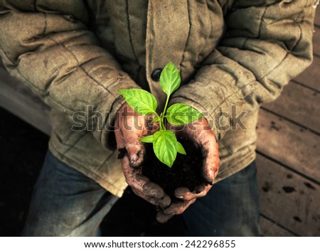 Hands holding green sapling with soil. Gardener man