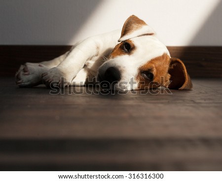 Puppy illness. Sad dog is bored