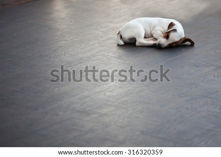 Puppy sleeping at warm floor. Dog