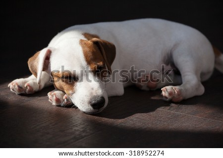 Puppy sleeping at warm floor. Dog