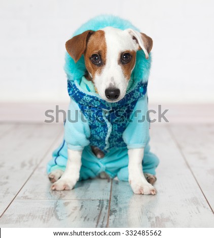 Dog in winter clothes. Puppy in overalls