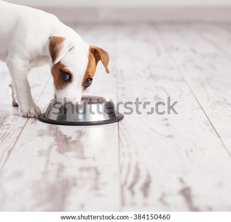 Puppy eating foot. Dog eats food from bowl