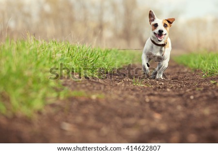 Running dog at summer. Jumping fun and happy pet walking outdoors.