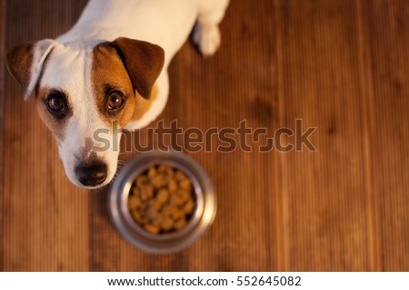 Pet eating food. Dog eats food from bowl