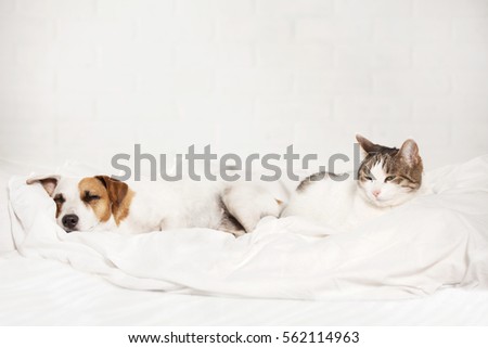 Sleeping pets on bed. Cat and dog