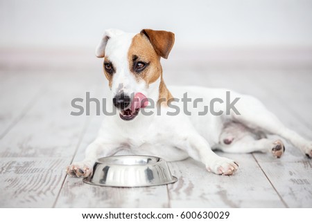Dog eats food from bowl. Pet at home