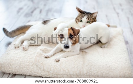 Dog and cat at home. Pets frinship
