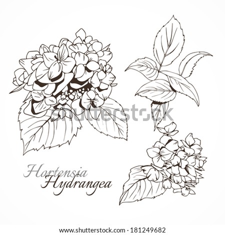 Hydrangea, monochrome. two flowers