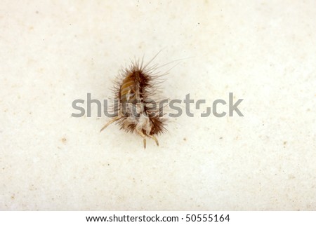 common carpet beetle. hot Carpet Beetle Larvae