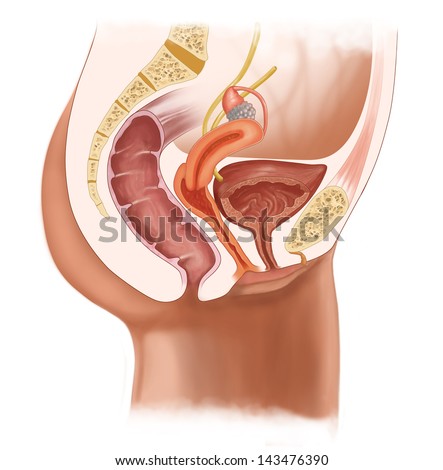female urinary system female urinary system