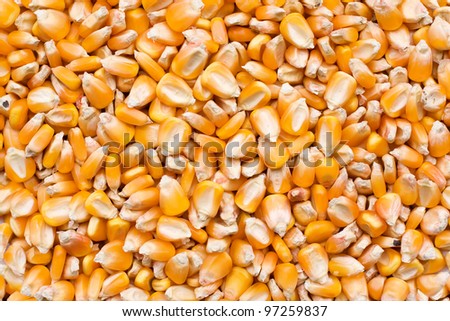 Corn seeds texture