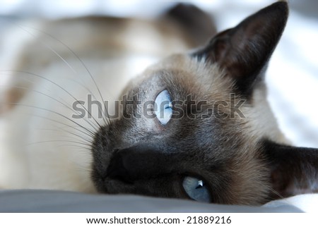 Siamese cat with blue eyes, rests on bed