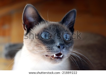 Siamese cat with blue eyes, curious expression on her face asking \