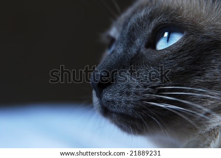 cat eyes close up. stock photo : Close up to
