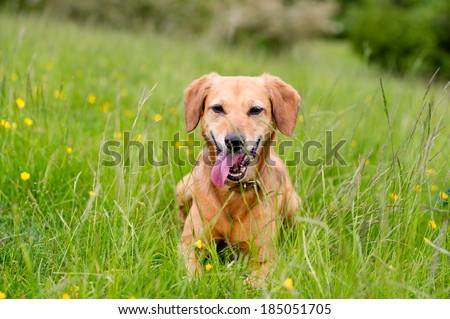 Happy dogs having fun in a field of springtime buttercups in the UK