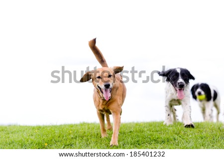 Happy healthy dogs isolated on white