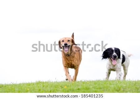 Happy healthy dogs isolated on white
