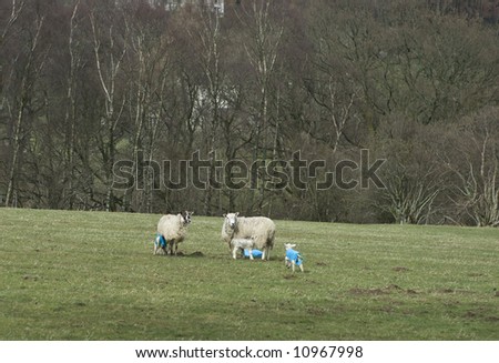 Ewes and lambs with waterproof jackets