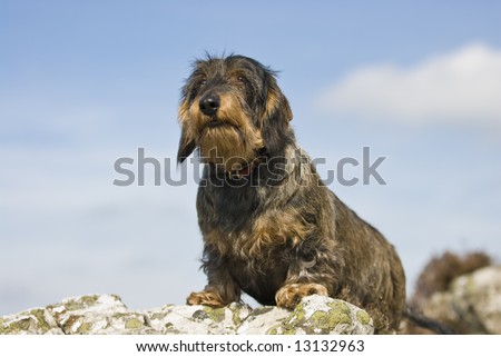 long haired dachshund pictures. stock photo : Wire-haired