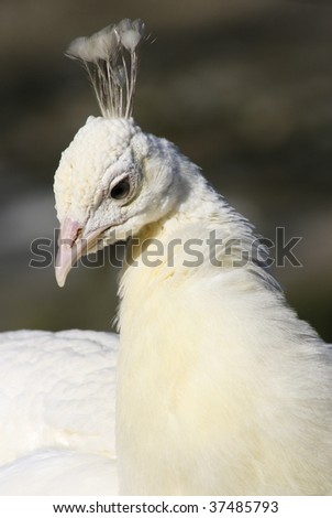 Albino Peacock. albino. animal