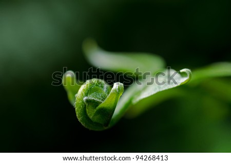 A close up photograph of the tip of a curled up green leaf.